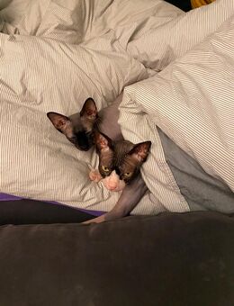Rossi und Jimmy - verschmuste Nacktkatzen / Sphynx - Hamburg