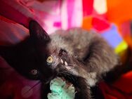 Kitten - Wuppertal