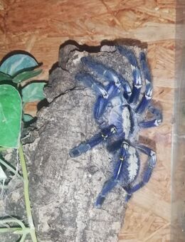 Verkaufe ein adultes Poecilotheria metallica Weibchen. - Schladen-Werla