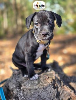 Hundebaby Sharik - Talkau