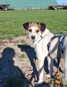 Unsere kleinern süßen Terrier-Mischlinge Diddi schwarz und Trixi 6-7 Monate alt , lieb und verschmust ca 35 cm groß - Angern