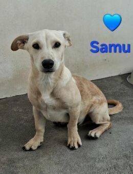 Samu - ist total niedlich - Höchst (Odenwald)