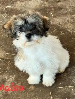 MALOU & WILMA - Konstanz