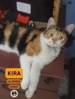 KIRA, w., kastr., EHK, geb. 06/2023 - Sipplingen