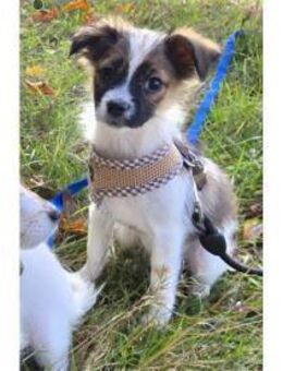 Skai - wartet in 97440 Werneck - Oberwies