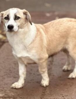 schmusebedürftige Emoji sucht - Kallmünz