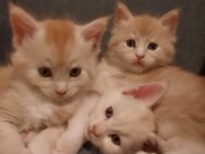 3 wunderschöne Maine Coon Kitten in liebevolle Hände abzugeben - Güstrow