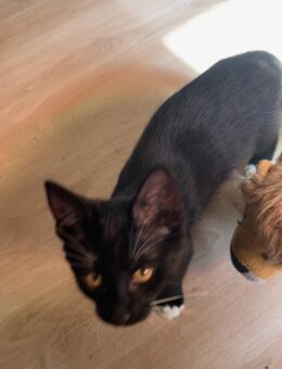 Ein wunder schöner Kater sucht ein Wunder schönes zur Hause - Witten