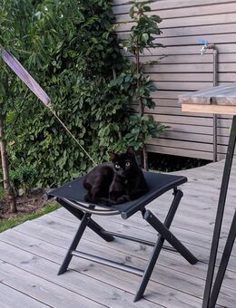 Anschmiegsame junge Katze - Frankenthal (Pfalz) Zentrum