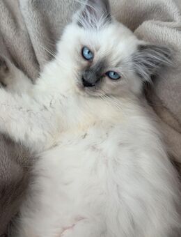 Heilige Birma Kätzchen Birmakatzen Birma - Rosengarten (Baden-Württemberg)