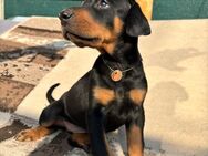 Dobermann Welpen - Calbe (Saale)