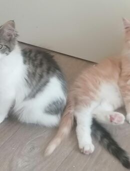 Maine Coon Kitten reinrassig Glückskatze - Hahn