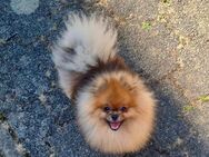 Pomeranian - Heidelberg