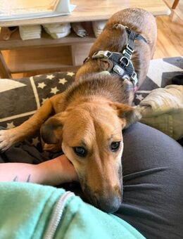 BiNTOU❤️ wird nicht ausgelastet NOTFALL! - Mylau