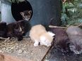 reinrassige Main Coon Kater/Miezen suchen Angestellte auf Lebenszeit in 02794