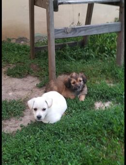 Terrier mischling weple - Borgholzhausen