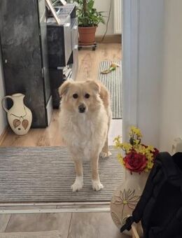 Laika sucht Ihre Familie! - Schwaig (Nürnberg)