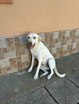 Heller Labrador-Mix Lotte sucht dich! - Mannheim