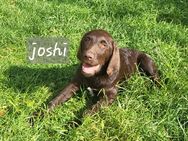 Abgabebereit Labradoodle Welpen braun F1 Könispudel x Labrador - Warburg (Hansestadt)