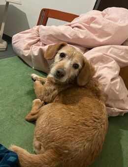 💛 Sanfter Leo sucht Halt 💛NOTFALL - Eislingen (Fils)