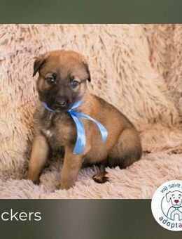 Snickers sucht ein Zuhause - Kirchzell