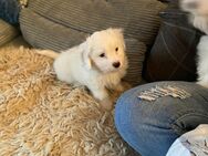 Coton de tulear x Malteser Bichon - Gelsenkirchen