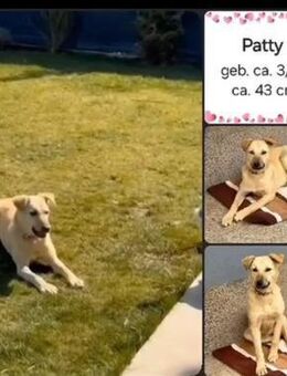 Patty katzenfreundliche Junghündin - Koblenz