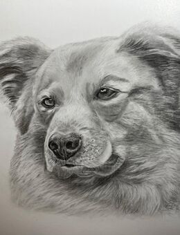 Tierportrait, Bleistiftzeichnung nach Fotovorlage ab 50€ - Wildeshausen