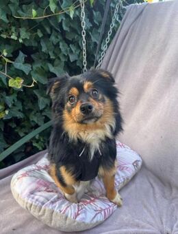 Elvis 2-jähriger Mischlingsrüde - Kassel