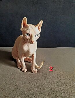 Sphynx Katzen Kinder (weiblich) suchen ein neues Zuhause Katze - Berlin Marzahn-Hellersdorf