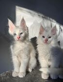 Maine Coon kitten , sehr lieb, suchen dich! Eine mit blaue Augen in 23970