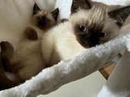Siam kitten für Allergiker reinrassige Chocolate Point Kitten - Aachen