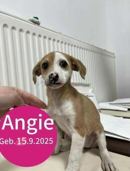 Welpe Angie möchte die Welt entdecken! - Beltheim