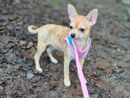 Redmerle Chihuahua Hündin - Hamminkeln