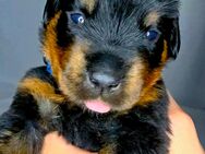 Rottweiler Welpe Rüde Blau mit ICR-Papieren - Kelheim