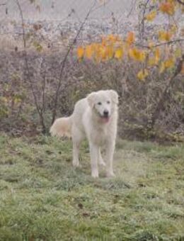 249319 - zugänglich und liebevoll aktiv - Overath