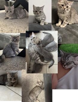BKH kitten Katze Kater grau weiß getigert Katzen - Düsseldorf