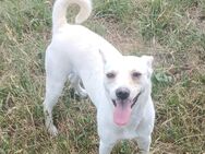 Camilla, a.d.Tierschutz, sucht liebes Happy-Home - Boxberg (Oberlausitz)