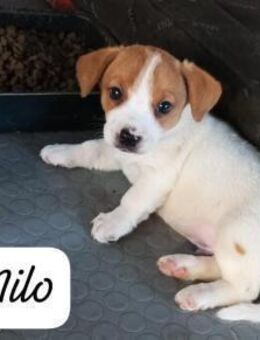 Milo 💚💚💚 Süßes Hundekind - Bad Karlshafen