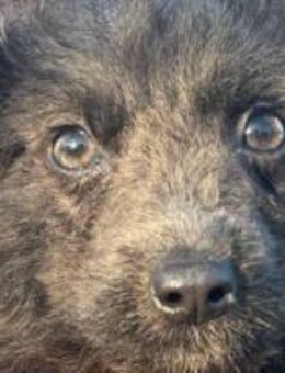 Kuro, unser kleiner Puschelbär 🐾 - Elsdorf (Nordrhein-Westfalen)