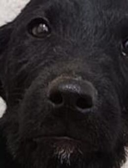 Mikkel ist ein treuer Begleiter 🐾 - Elsdorf (Nordrhein-Westfalen)