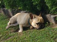 Französische Bulldogge - Eisleben (Lutherstadt)