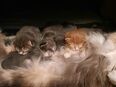 Norwegische Waldkatzen Kitten in 24211