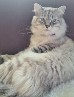 Neva Masquarade Sibirische Waldkatze kitteb - Calw