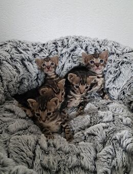 Reinrassige Bengal Kitten mit Stammbaum - Brigachtal