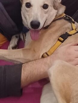 Lilly 💛 sucht Herzensmenschen - Herxheim (Landau)