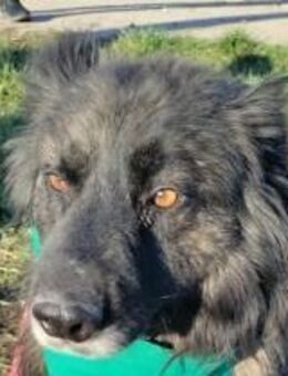 Mischa sucht seine Heimat schon so lange - Mannheim