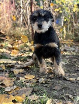 Texton - bezaubernder Welpe - Köln