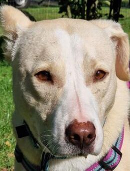 Sunny - Ein-Ohr-Hund - Süderbrarup