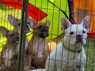 Reinrassige französische Bulldoggen - Eisenberg (Thüringen)
